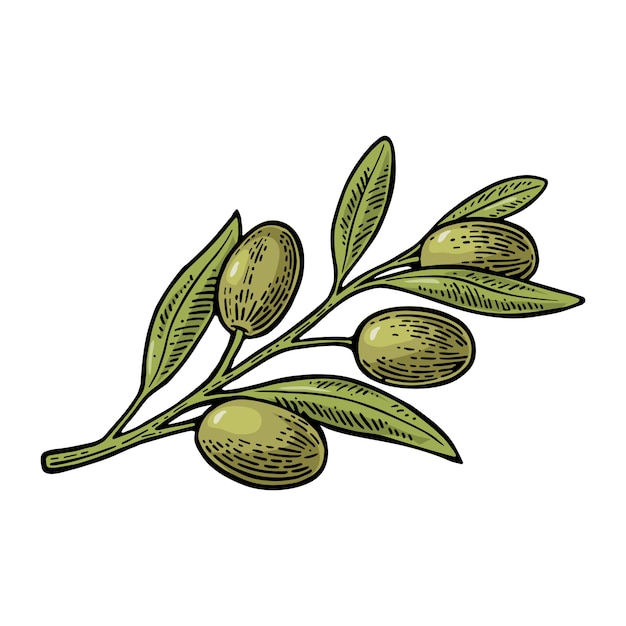 Olives on branch with leaves illustration