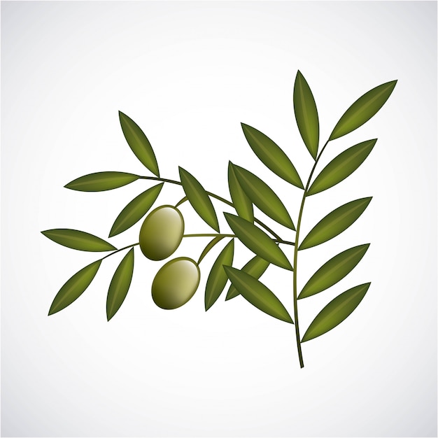 Olives design over white background vector illustration