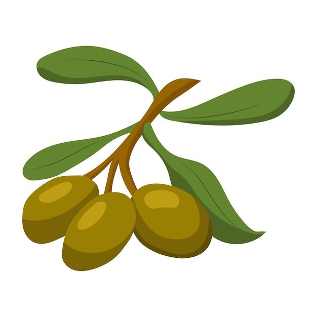 Olives vector illustration on a white background