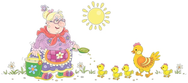 Oma voedt haar kip en kroost van vrolijke kuikens met granen uit een emmer op een zomerochtend
