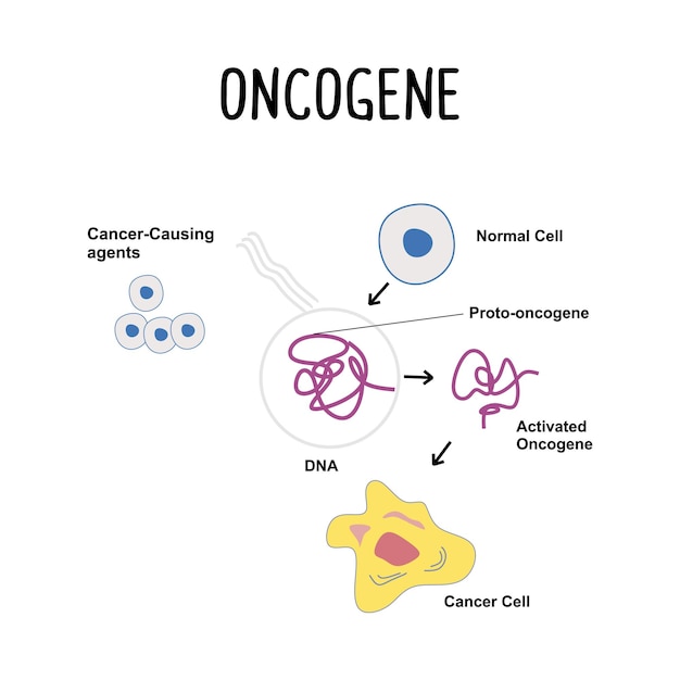 벡터 종양유전자(oncogene) 잠재적으로 암으로 발전할 수 있는 세포의 성장과 분열을 촉진할 수 있는 돌연변이 유전자