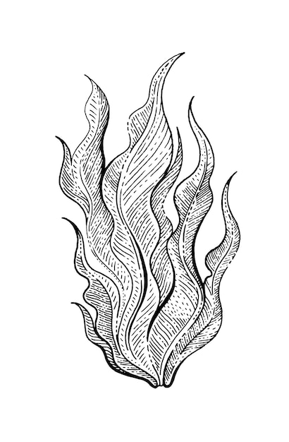 Onderwater zeewier laminaria zeewier schetspictogram Zwart gegraveerde waterafbeeldingen voor kleurboek