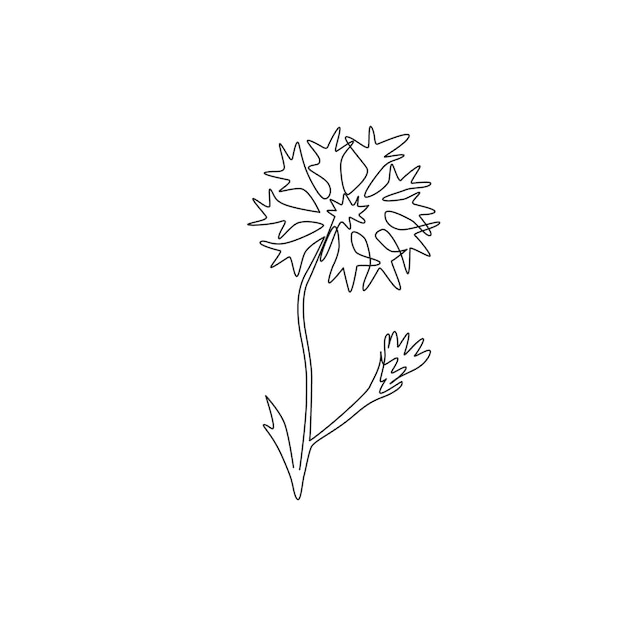 Vector one continuous line drawing of beauty fresh centaurea cyanus for home decor wall art poster print