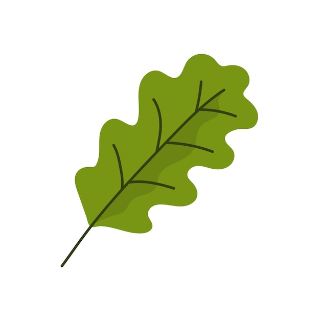 One green oak leaf on white background