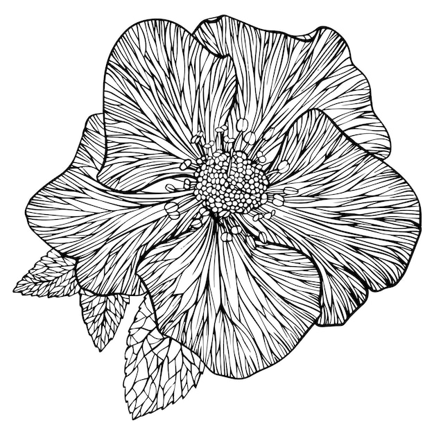 One hellebore flower black and white vector drawing drawn by hand.