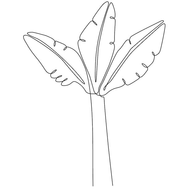 One line drawing of a lush and succulent banana tree. Banana ornamental plants for plantation