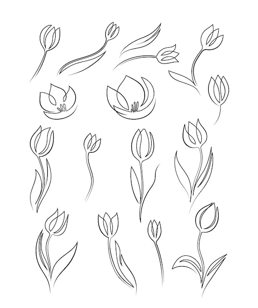 Tulipani in stile minimalismo disegnati a mano a una linea