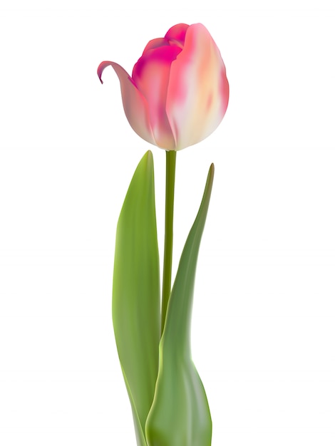 Vector one pink flower isolated on white.