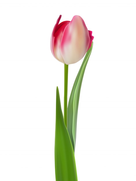 One pink tulip isolated on white.