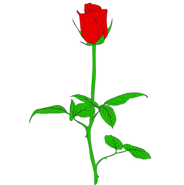 Vector one red rose in hand drawn style