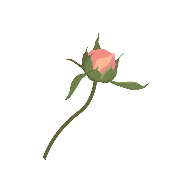 1 つの小さな未開封の牡丹の花の穏やかなピンクのつぼみのウェブサイトや花や植物のショップのカードや招待状のぼろぼろのシックなスタイルの装飾