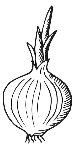 Onion bulb with fresh stalk Growing plant sketch