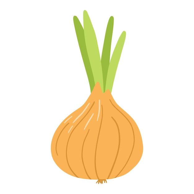 Onion in cartoon flat style Hand drawn vector illustration of onion fresh vegetable