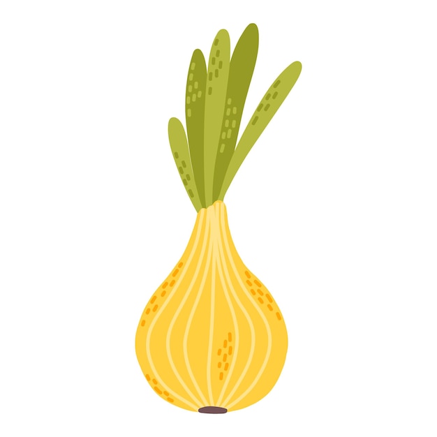 Onion in doodle style Hand drawn onion illustration Vector onion Vector illustration