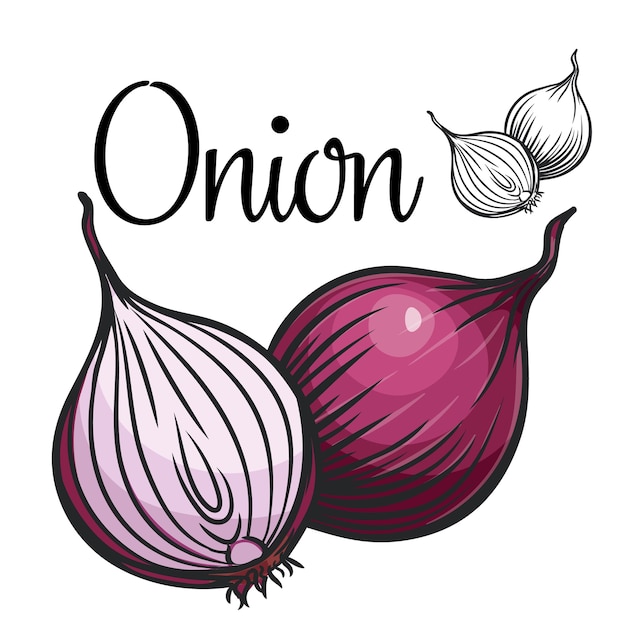 Onion drawing icon