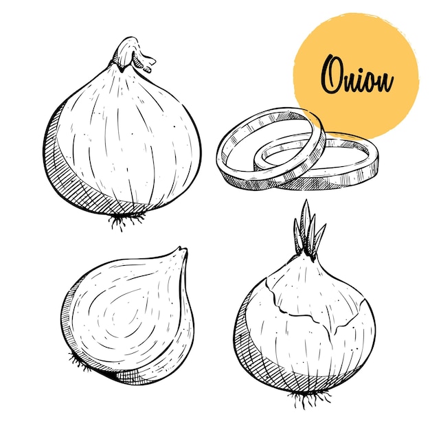 Onion hand drawn vector set Full rings and Half cutout slice Isolated Vegetable engraved style