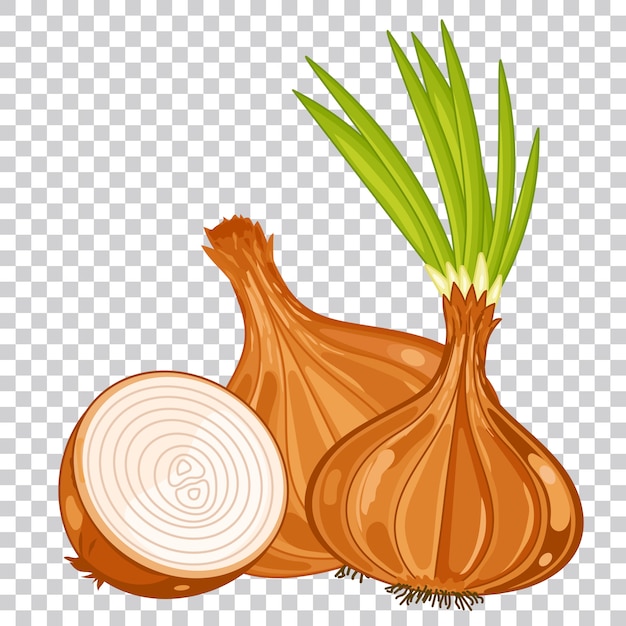 Onion isolated, organic food, farm