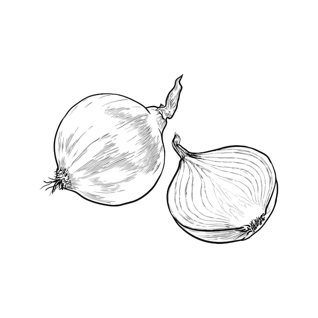 Vettore cipolla isolata su uno sfondo bianco illustrazione vettoriale disegnata a mano