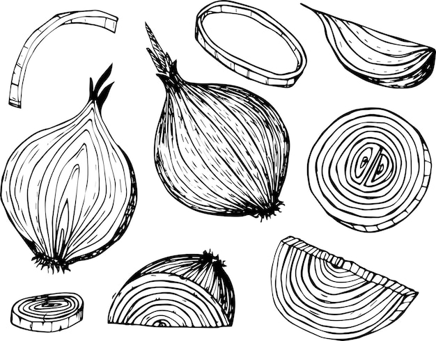 Vector onion outline drawn icon set