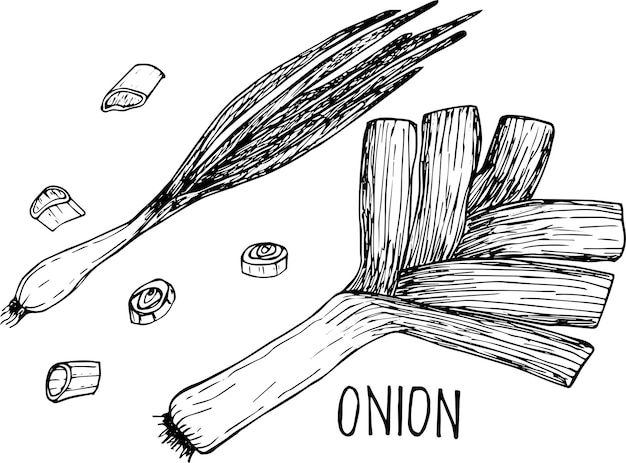 Vector onion outline drawn icon set