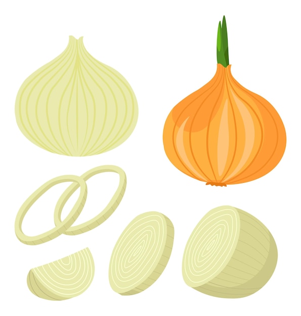 Onion ripe vegetable sliced cooking dishes vector