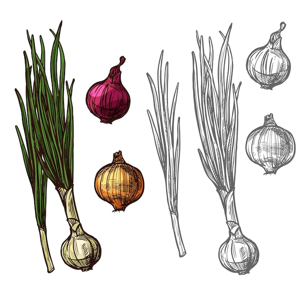 Vector onion or scallion vegetable with green leaf sketch