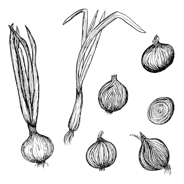 Вектор Луковый набор ручной рисунок лука векторная иллюстрация органических продуктов питания на белом фоне