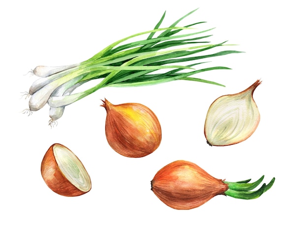 Onion set watercolor