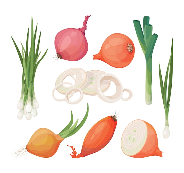 Vector onion, shallot, leek vector icon set. bundle of vegetables different onions, slices, halves, pieces.