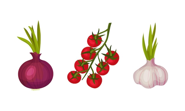 onion tomato and garlic set ingredients for italian lasagna cooking vector illustration