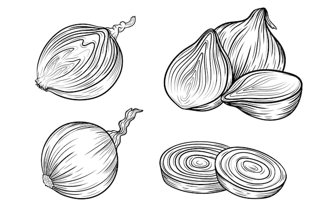 Vector onion_vector