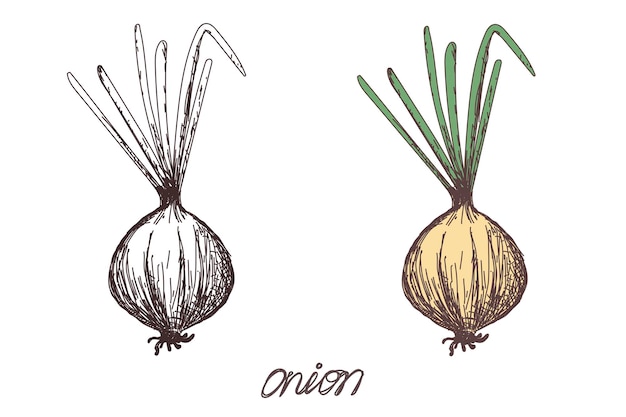 Spring Onion Set Stock Illustration - Download Image Now - Art, Art And  Craft, Black And White - iStock