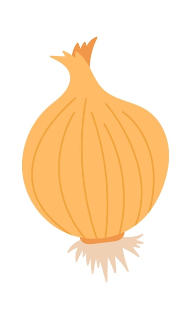 Onion vegetable icon Vector illustration