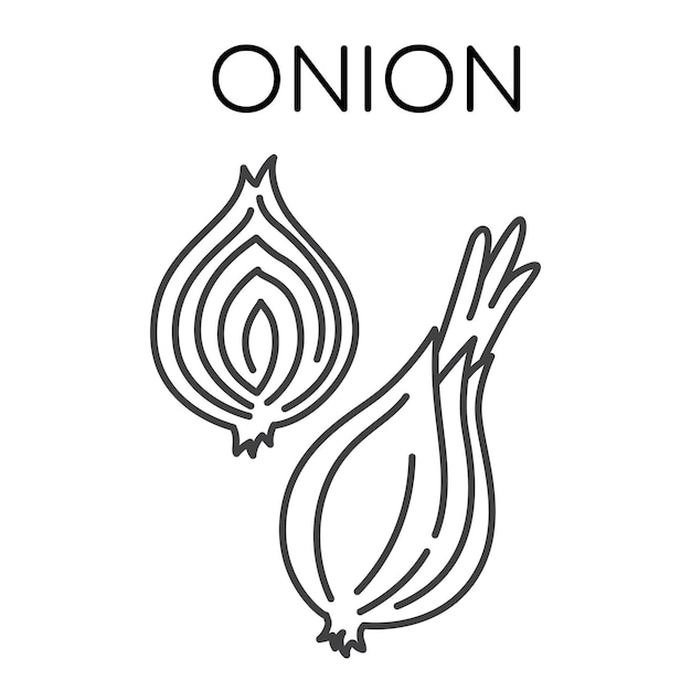 Onion vegetable line icons illustration