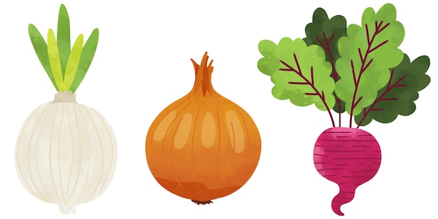 Vector onion veggies