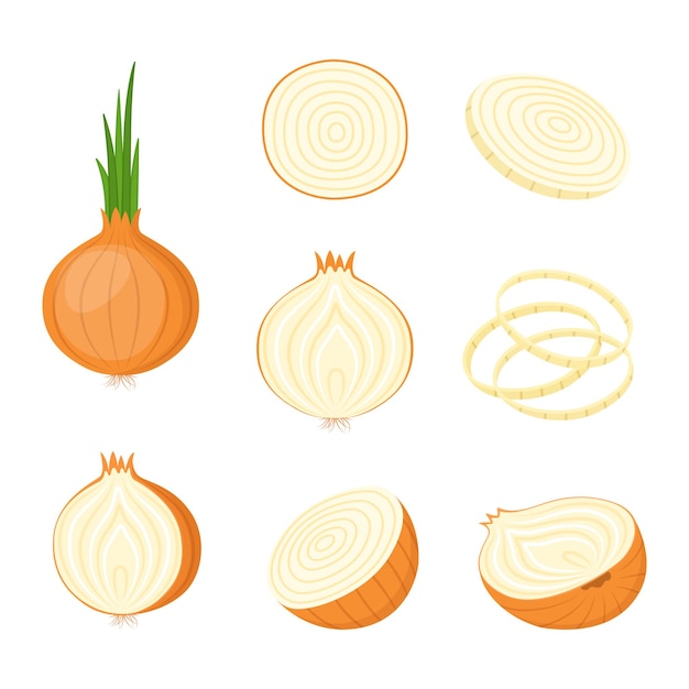 Vector onion, whole and cut. farm vegetables, vector illustration