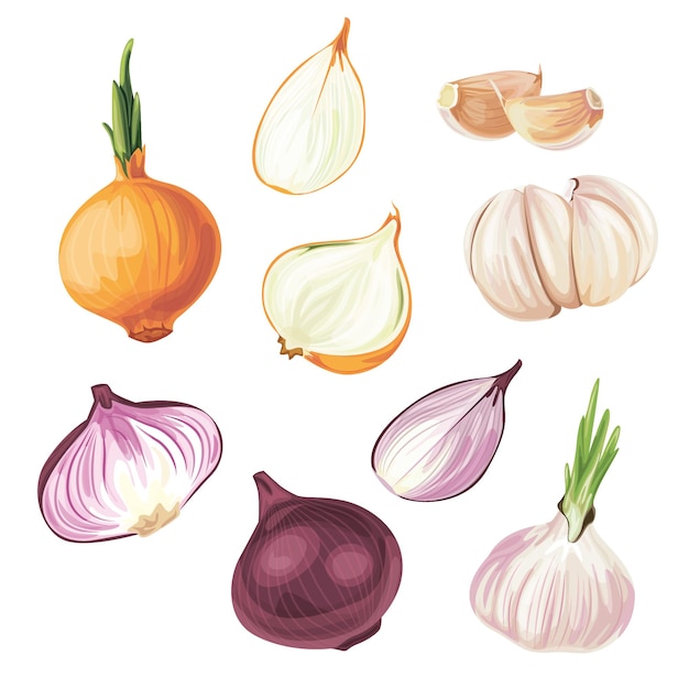 Onion Whole onion and cut onion Flat simple design Vector illustration