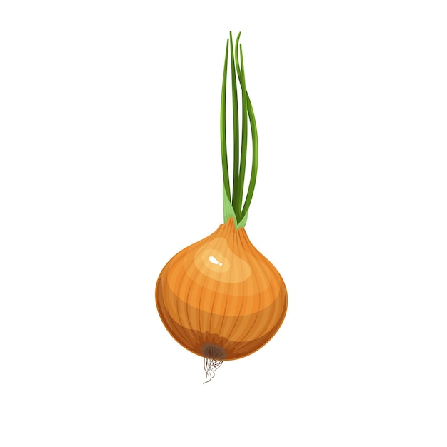 Vector onion with green leaf sprouts