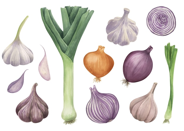 Onions and garlic vegetables watercolor illustration Food hand