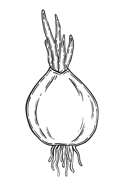 Vector onions with roots and herbs for eating doodle linear cartoon