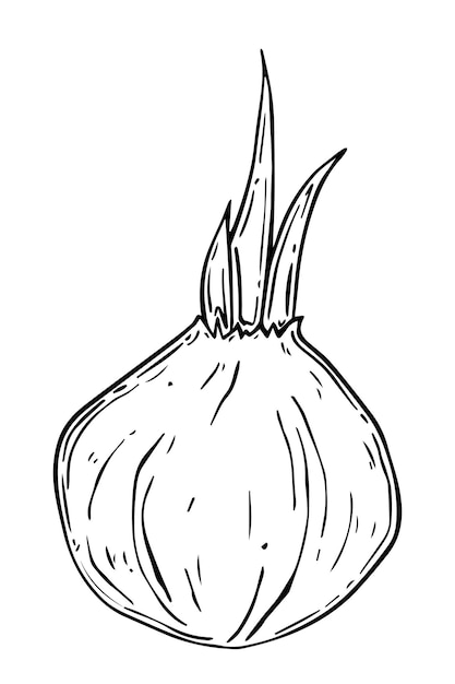 Onions with sprouted onions doodle linear