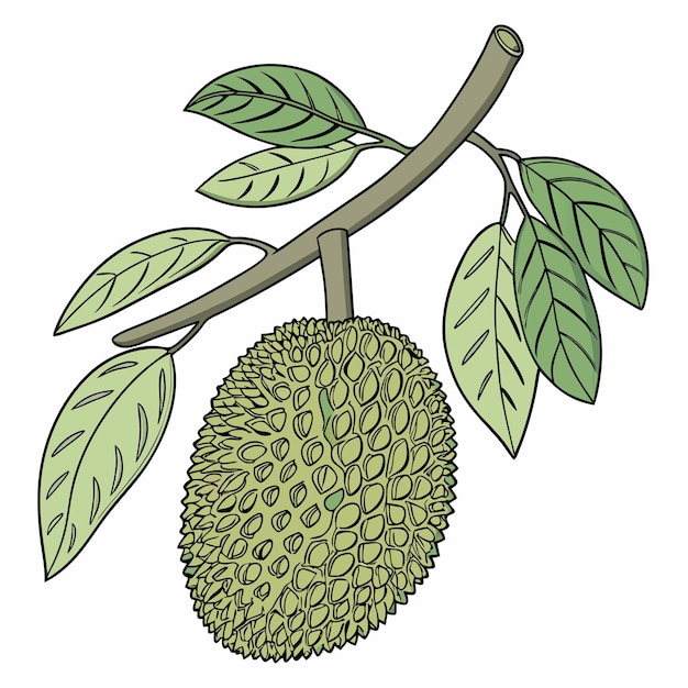 Ontwerp van jackfruit