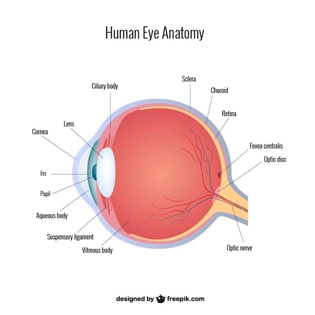 Vector oog anatomie vector