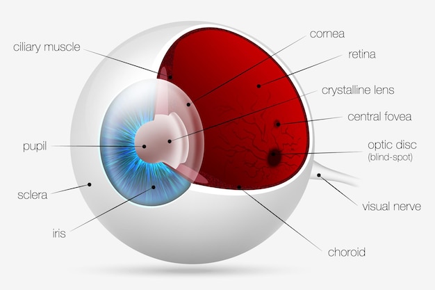 Vector oog delen.