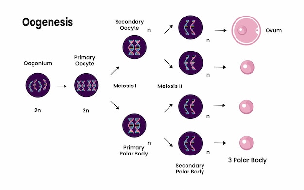 Oogenese diagram. Proces van celdeling. Vrouwelijk voortplantingssysteem en oögenese.