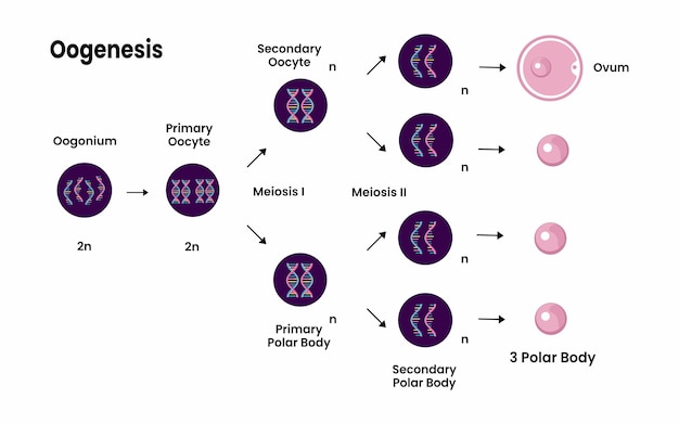 Vettore diagramma di oogenesi. processo di divisione cellulare. sistema riproduttivo femminile ed oogenesi.