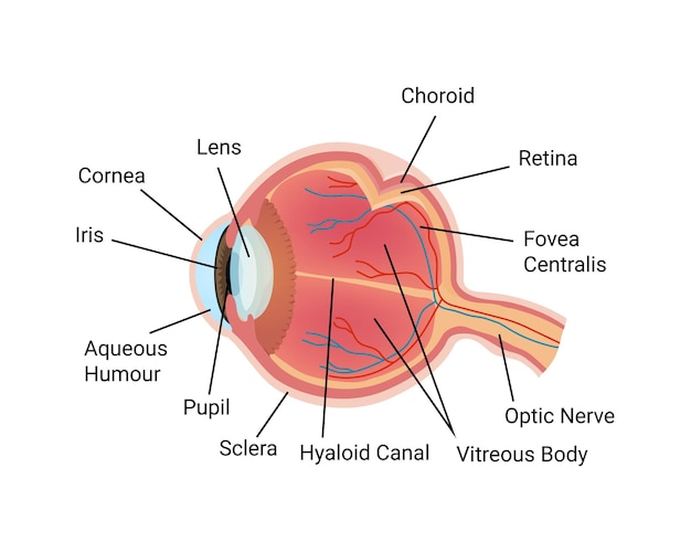 Vector oogheelkundige oogzorg testsamenstelling met geïsoleerde afbeelding van anatomisch oog met tekstbijschriften vectorillustratie