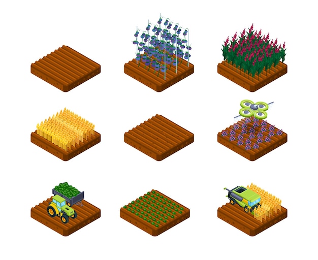Oogst stadia. boerderij veld tarwe en groenten groeiende landbouwprocessen opzichtige vector isometrische collectie. biologische natuurlijke landbouw, groei in de landbouwfase