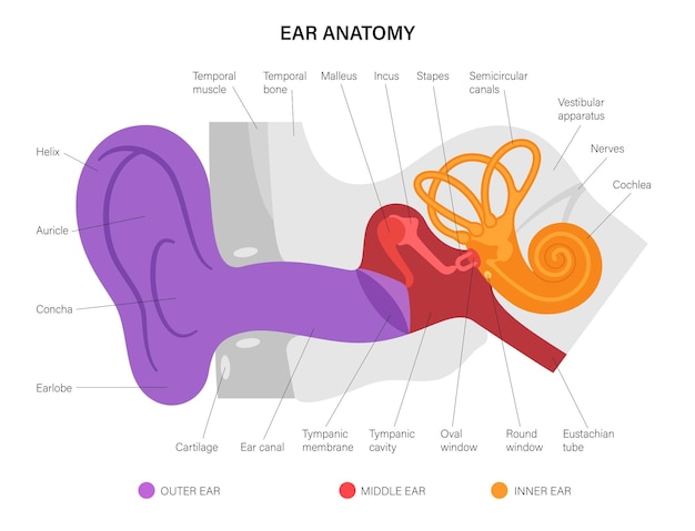 Oor anatomie diagram