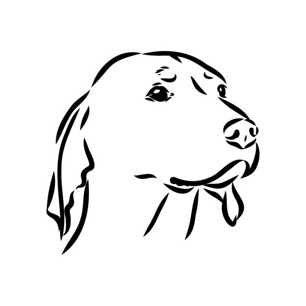 Oostenrijkse black and tan hound Oostenrijkse brandlbracke vector